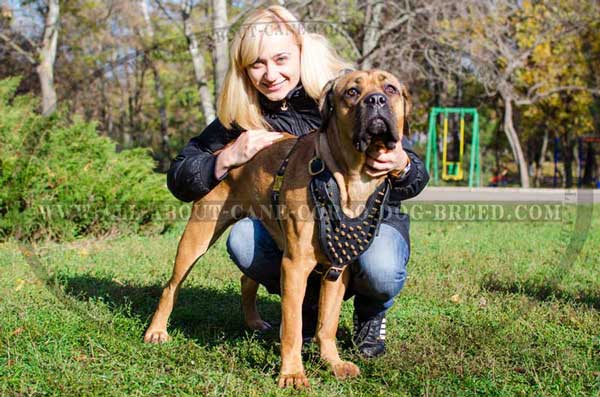 Fashionable Spiked Leather Harness for Cane Corso