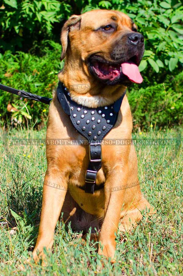 Designer Harness for Cane Corso