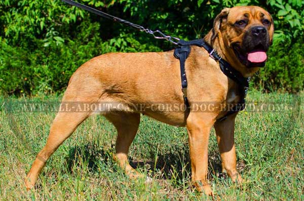 Cane Corso Harness with Silvery Studs