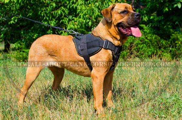 Lightweight Nylon Harness for Cane Corsos