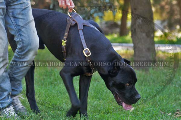 Cane Corso leather dog harness with adjustable leather straps