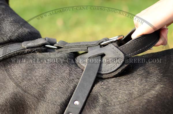 One-Of-A-Kind Leather Dog Harness For Strong Dogs