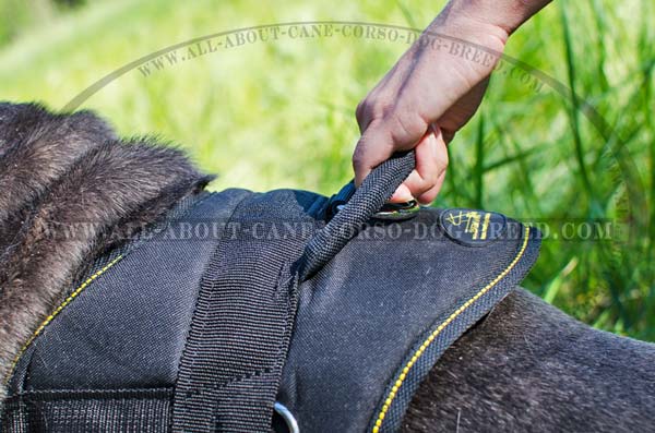 Padded Mastino Napoletano Harness for Tracking Work