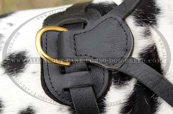 Super Strong Dee Ring for Leash