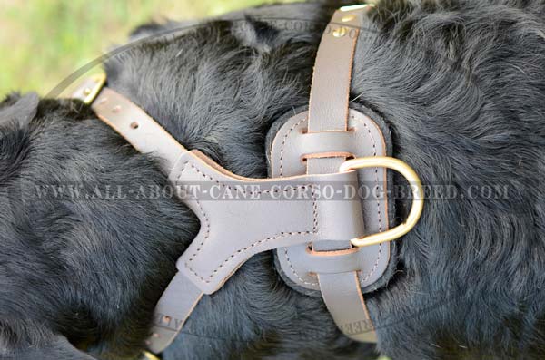 Custon Made Brass Studded Dog Harness