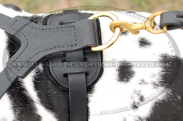 Studded Leather Dog Harness for Molosser dogs