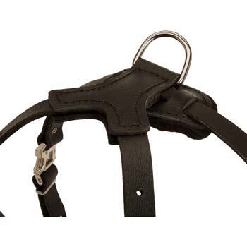 Strong Rustproof D-ring for Leash Attachment