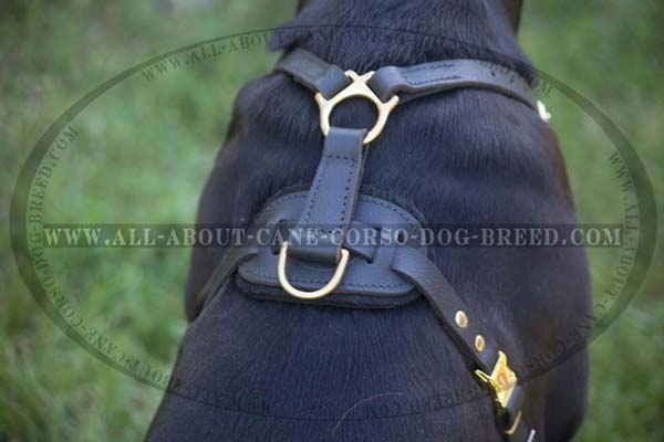 Padded Cane Corso harness