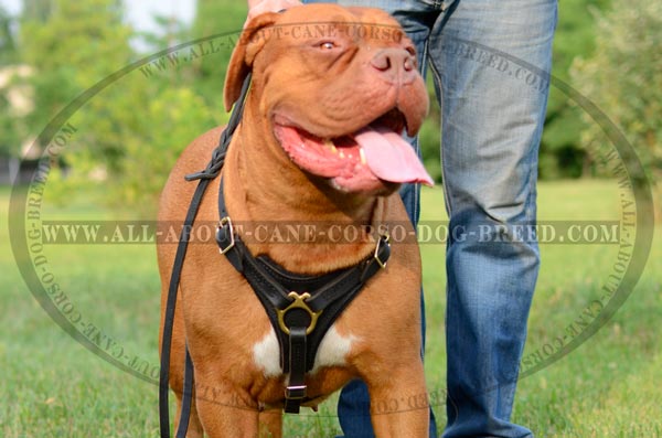 Brand Dogue de Bordeaux Dog Leather Harness