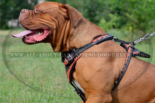 Extra Ordinary Leather Dog Harness