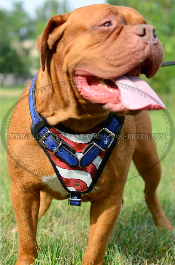 Trendy Leather Dog Harness for Dogue de Bourdeaux