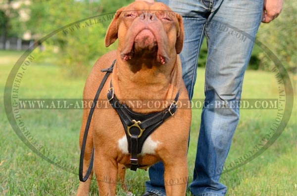 Well-Made Leather Dog Harness For Large Dogs