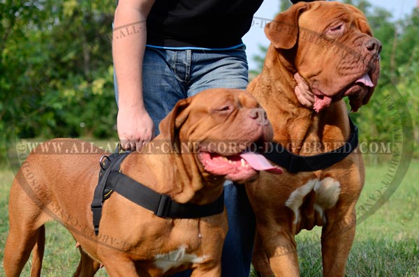 Well-Fitted Nylon Dog Harness