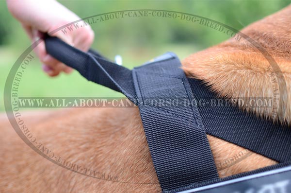 Best Pulling Nylon Dog Harness