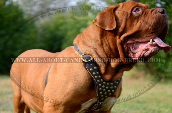 Universal Dogue-de-Bourdeaux Leather Dog Harness