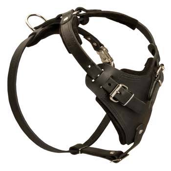 Felt padded leather harness for training Cane Corso