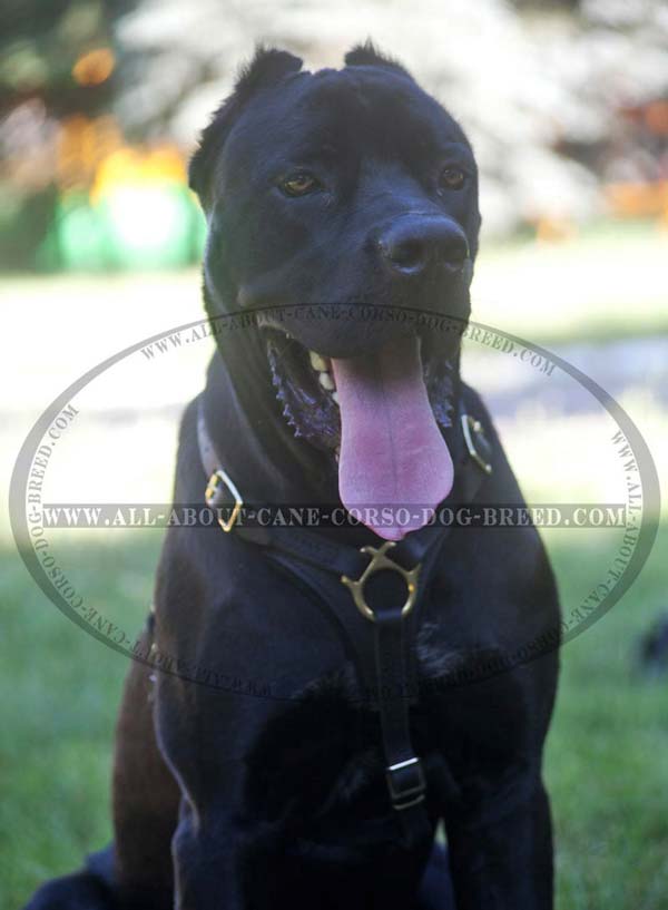 Gorgeous Cane Corso leather harness
