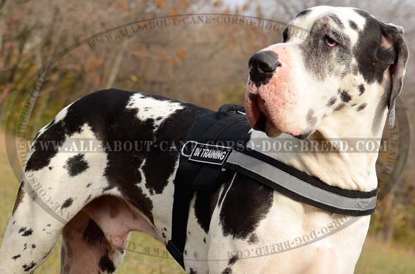 SAR Nylon Great Dane Harness