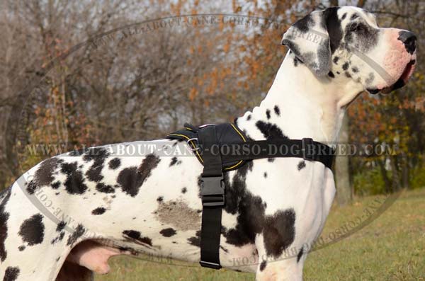 Lifetime Nylon Dog Hareness for Great Danes