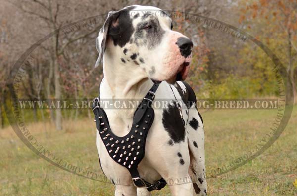 Spiked Leather Canine Harness for Great Dane