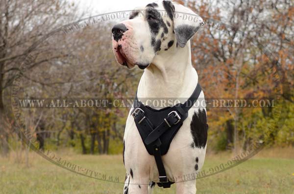 Heavily Felt Padded Great Dane Breed Harness