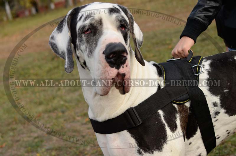 Extra large dog harness for great dane online