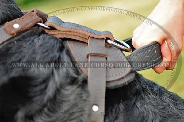 Exclusive Leather Dog Harness With Padded Back Plate