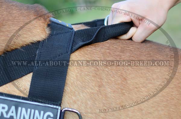 Outdoor Bullmastiff Handmade Harness