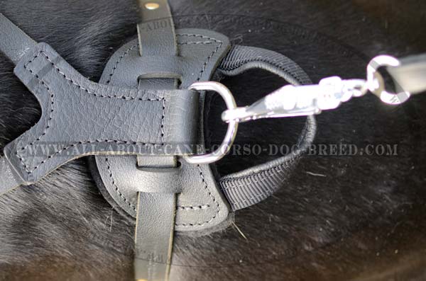 Cane Corso breed leather dog harness adjustable