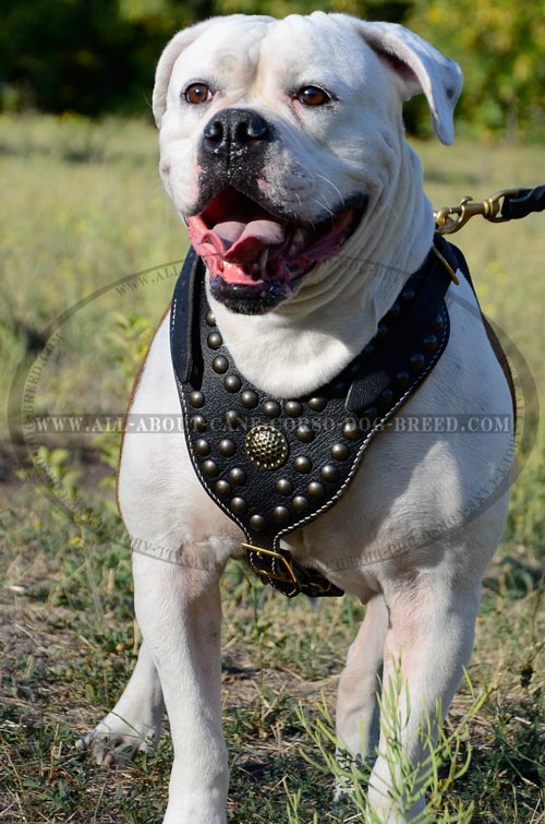 Leather Cage Muzzle Walking American Bulldog Breed
