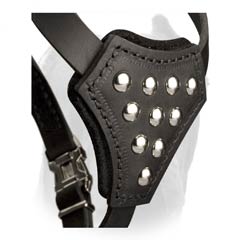 Leather chest plate of puppy harness for Cane Corso