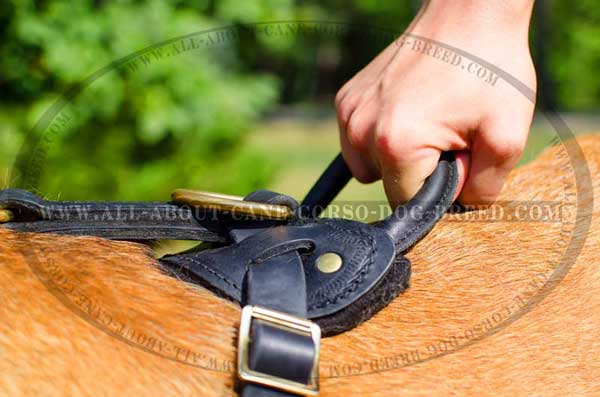 Durable Leather Handle for Better Control of the Dog
