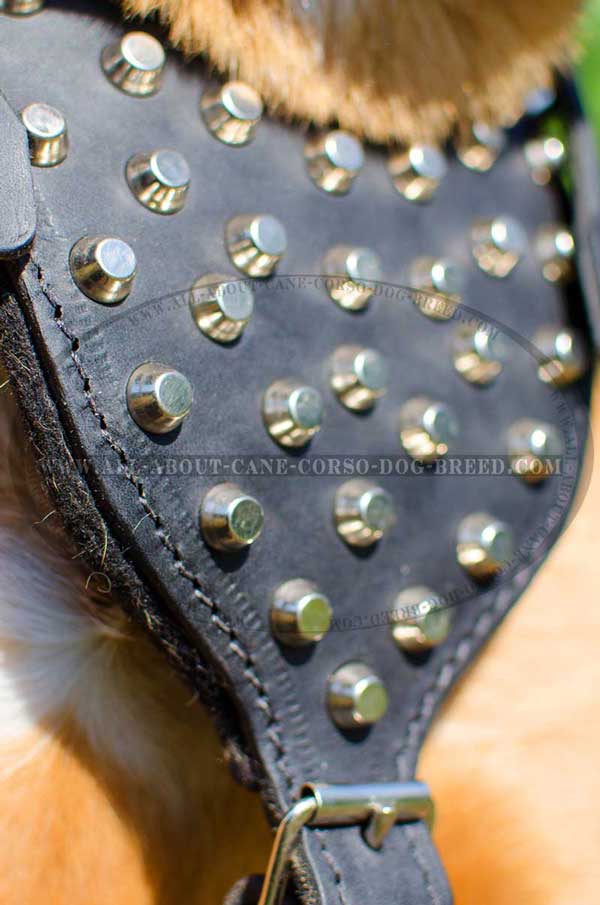 Felt Padded Chest Plate of Leather Harness