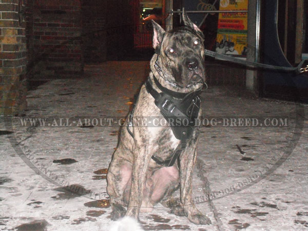8 month old male Cane Corso