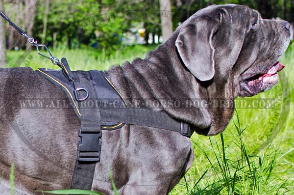 Lightweight Nylon Mastino Napoletano Harness for Pulling  Work