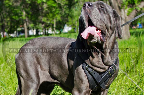 Padded Leather Canine Harness for Mastino Napoletanos