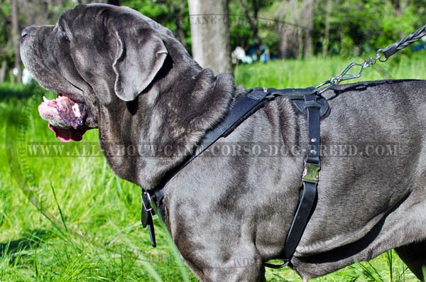 Hand crafted Mastino Napoletano Harness with Padding