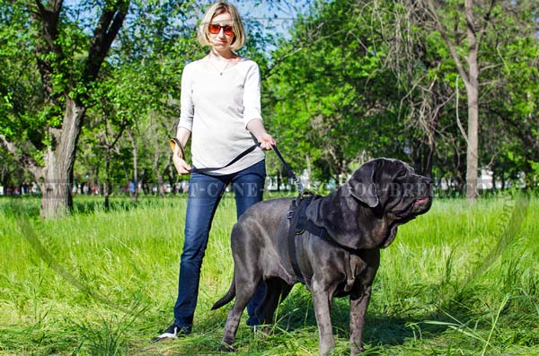 Pulling Nylon Harness for Mastino Napoletanos