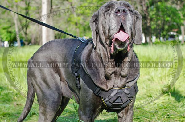 Padded Nylon Chest Plate Harness for Mastino Napoletanos