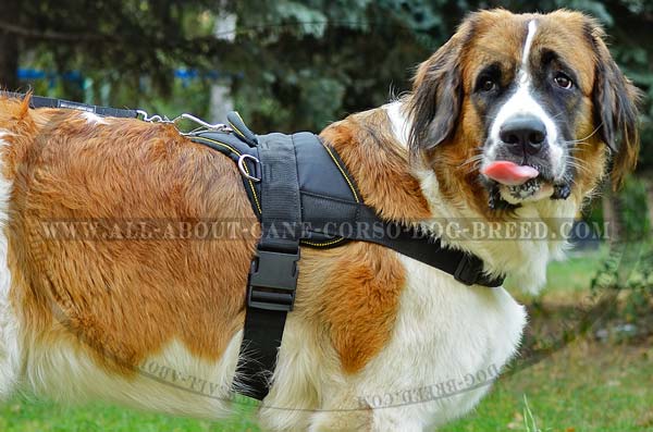 Lightweight Moscow Watchdog Breed Nylon Harness