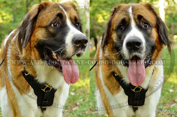 Sturdily Built Leather Dog Harness for Big Dogs