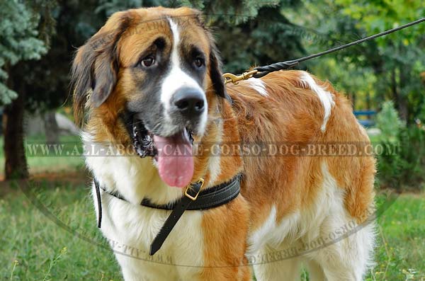 Top Notch Leather Pulling Dog Harness for Moscow  Watchdog