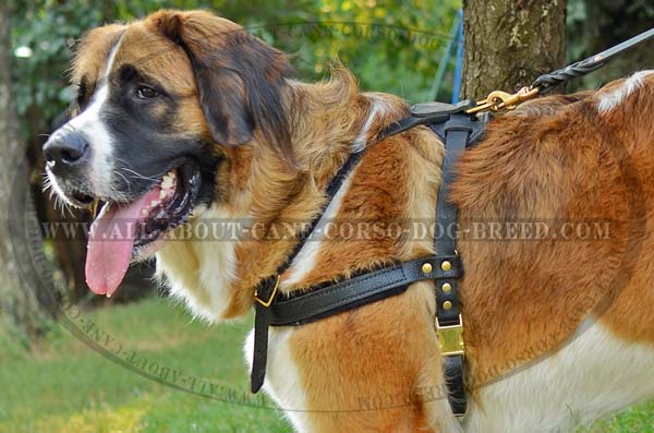 Brand Leather Dog Harness for Carting Activities