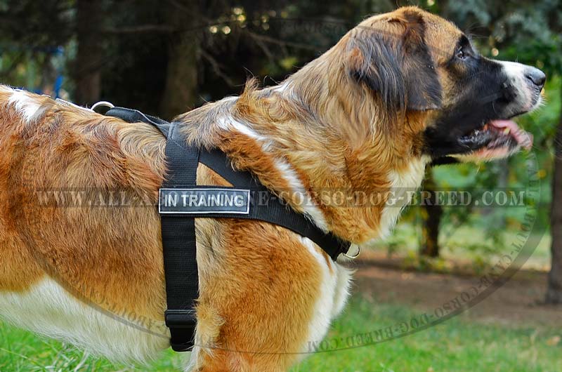 Better control everyday all weather dog harness for Bullmastiff - H17  [H17##1073 Nylon harness with id patches] - $38.99 : Best quality dog  supplies at crazy reasonable prices - harnesses, leashes, collars