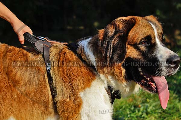 Designer Large Dog Breed Harness for Every Day