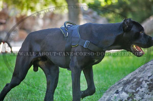 Nylon dog harness for pleasant walking with Cane Corso breed