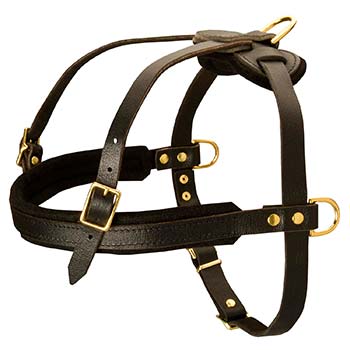 Padded front strap harness for Cane Corso