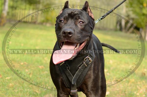 Custom Leather Dog Harness for Pitbulls