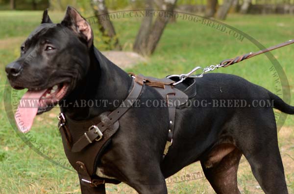 Well-Fitted Leather Pitbull Harness