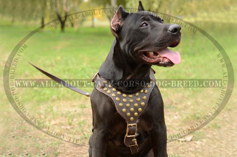 American Pit Bull Terrier 【Custom】 Leather Dog Harness with studds :  Pitbull Breed: Dog Harnesses, Collars, Leashes, Muzzles, Breed Information  and Pictures